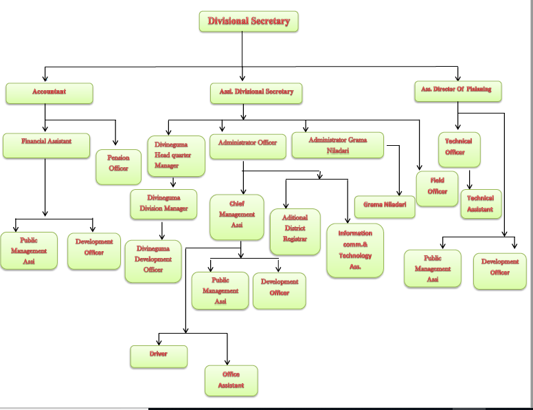 orgnization chart english